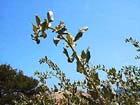 photo d'arroche halime, Atriplex halimus